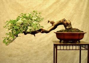 bonsai