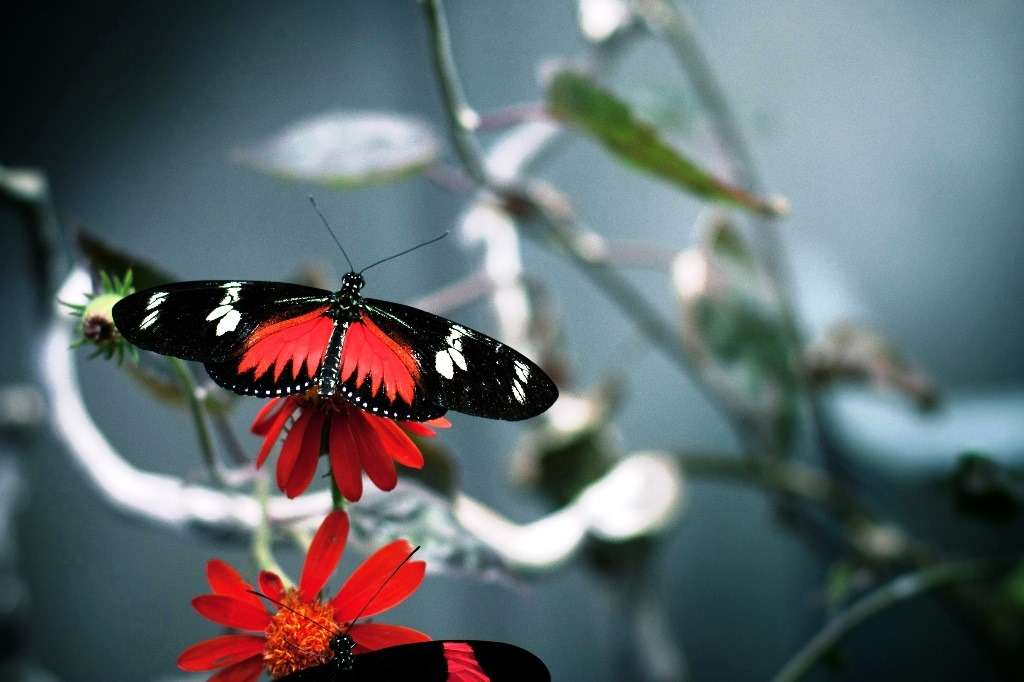 Romania si "the Butterfly Effect"