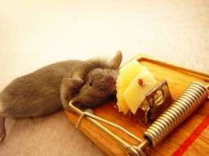 Limba rusa? Poate nu acum.